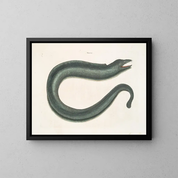 Murna maculata Le Muray - Mark Catesby — framed artwork on a wall