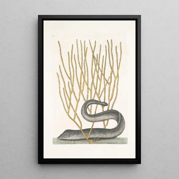 Murna maculata nigra The black moray Lithophyton c - Mark Catesby — framed artwork on a wall