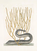 Murna maculata nigra The black moray Lithophyton c - Mark Catesby — artwork view