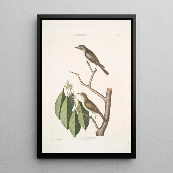 Muscicapa fusca The little brown flycatcher Muscicapa oculis rubris The red-eyed flycatcher Arbor Lauri fol c - Mark Catesby — framed artwork on a wall