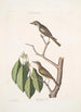 Muscicapa fusca The little brown flycatcher Muscicapa oculis rubris The red-eyed flycatcher Arbor Lauri fol c - Mark Catesby — artwork view