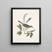 Muscicapa vertice nigro L'oiseau-chat Alni folia Americana serrata - Mark Catesby — framed artwork on a wall