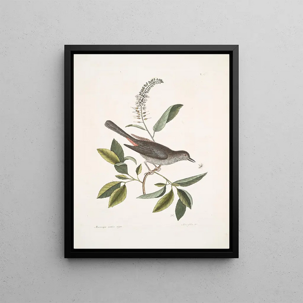 Muscicapa vertice nigro L'oiseau-chat Alni folia Americana serrata - Mark Catesby — framed artwork on a wall