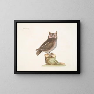 La petite hulotte - Mark Catesby — framed artwork on a wall