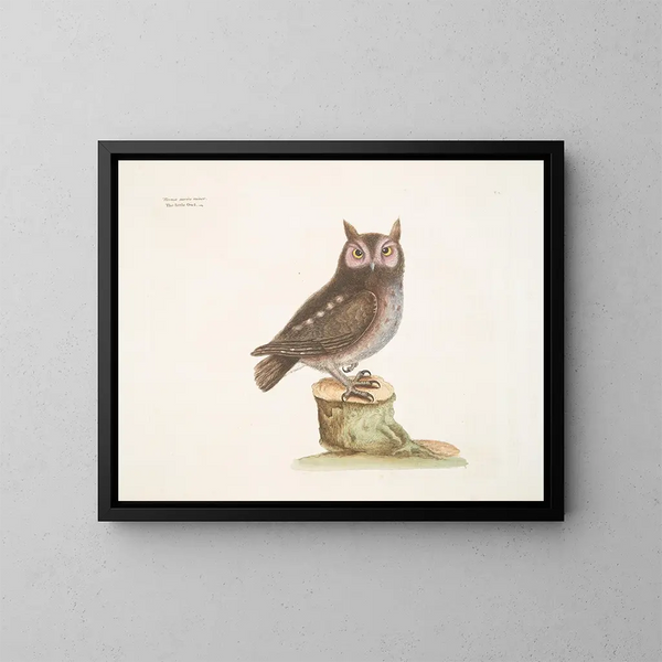 La petite hulotte - Mark Catesby — framed artwork on a wall