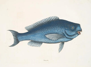 The Blue Fish - Mark Catesby — artwork view