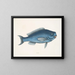 The Blue Fish - Mark Catesby — framed artwork on a wall