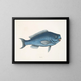 The Blue Fish - Mark Catesby — framed artwork on a wall
