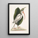 Numenius albus The white curlew - Mark Catesby — framed artwork on a wall