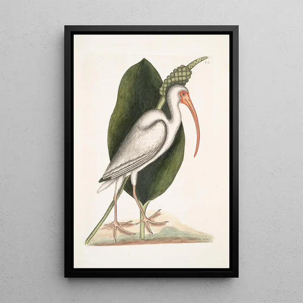 Numenius albus The white curlew - Mark Catesby — framed artwork on a wall