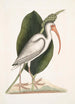 Numenius albus The white curlew - Mark Catesby — artwork view