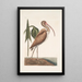 Numenius fuscus The Eurasian Curlew - Mark Catesby — framed artwork on a wall
