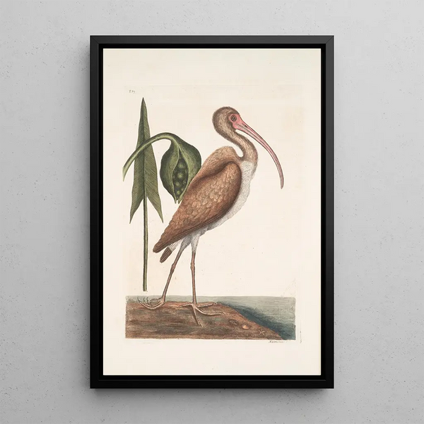 Numenius fuscus The Eurasian Curlew - Mark Catesby — framed artwork on a wall