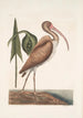 Numenius fuscus The Eurasian Curlew - Mark Catesby — artwork view