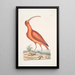 Numenius ruber The red curlew - Mark Catesby — framed artwork on a wall