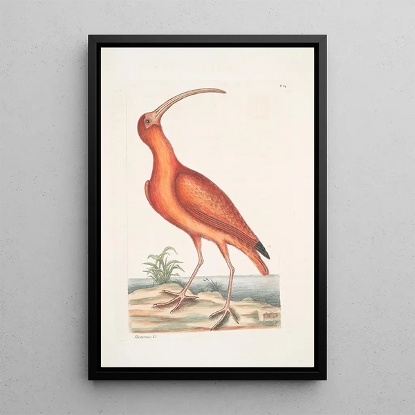 Numenius ruber The red curlew - Mark Catesby — framed artwork on a wall
