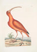 Numenius ruber The red curlew - Mark Catesby — artwork view