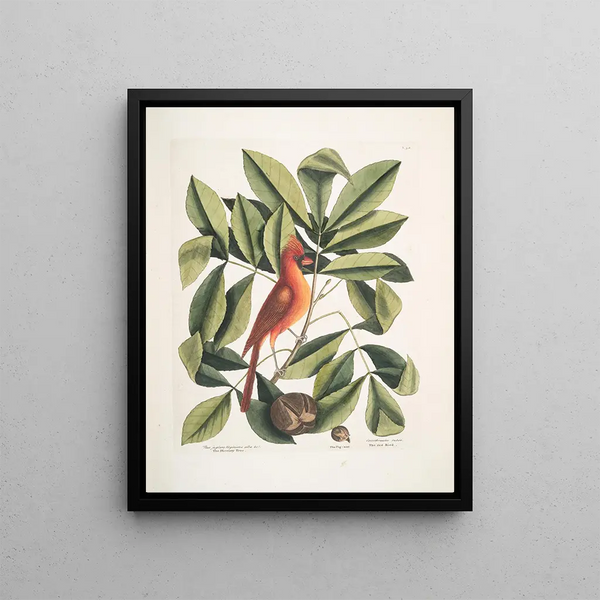 Nux juglans Virginiana alba c The caryer The walnut Coccothraustes ruber The red bird - Mark Catesby — framed artwork on a wall