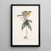 Oenanthe Americana Yellow-breasted Warbler Solanum c - Mark Catesby — framed artwork on a wall