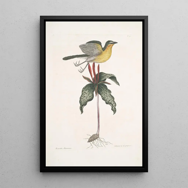 Oenanthe Americana Yellow-breasted Warbler Solanum c - Mark Catesby — framed artwork on a wall