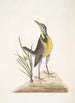 Ornithogalum liteum c The Little Yellow Star Alauda Magna The Great Lark - Mark Catesby — artwork view