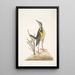 Ornithogalum liteum c The Little Yellow Star Alauda Magna The Great Lark - Mark Catesby — framed artwork on a wall