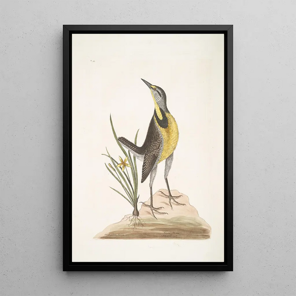 Ornithogalum liteum c The Little Yellow Star Alauda Magna The Great Lark - Mark Catesby — framed artwork on a wall