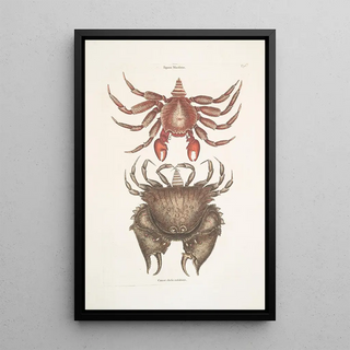 Mark Catesby - Pagurus Maculatus The res mottled RoskCrab Cancer chelis crassissimis The roughshelld Crab.webp