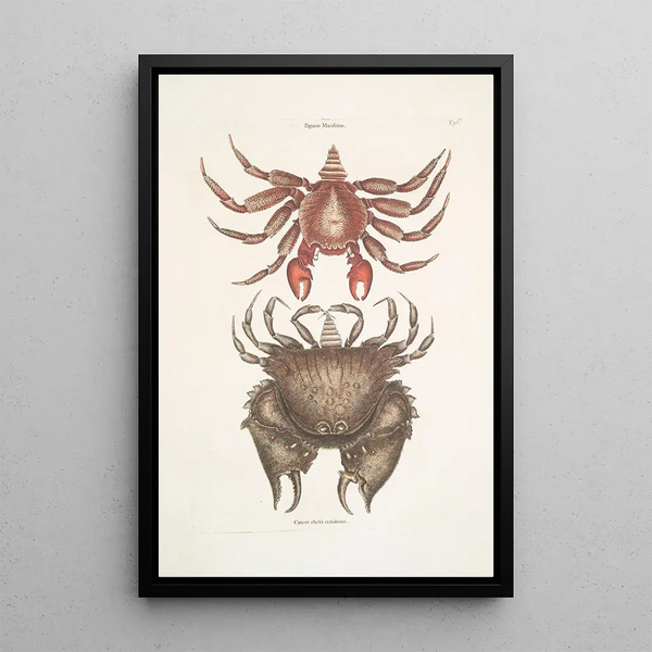 Pagurus Maculatus The spotted hermit crab Cancer chelis crassissimis The crab with a rough shell - Mark Catesby — framed artwork on a wall