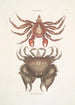 Pagurus Maculatus The spotted hermit crab Cancer chelis crassissimis The crab with a rough shell - Mark Catesby — artwork view