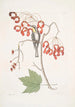 Parus Americanus Gutture luteo The yellow-throated tit Acer Virginianum folio majore The red-flowered maple - Mark Catesby — artwork view