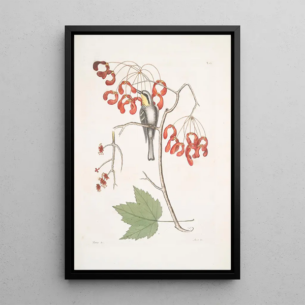 Parus Americanus Gutture luteo The yellow-throated tit Acer Virginianum folio majore The red-flowered maple - Mark Catesby — framed artwork on a wall