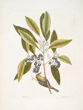 Mark Catesby - Parus Americanus lutescens The Pinecreeper Ligustrum Lauri folio The pupleberried Bay.webp