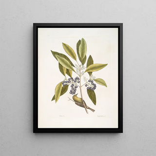 Mark Catesby - Parus Americanus lutescens The Pinecreeper Ligustrum Lauri folio The pupleberried Bay.webp