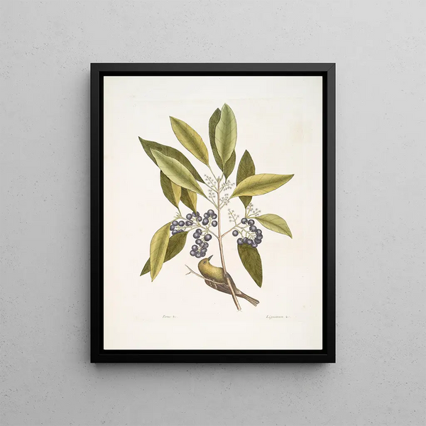 Parus Americanus lutescens The Pine Warbler Ligustrum Lauri folio The Purple Berries Laurel - Mark Catesby — framed artwork on a wall