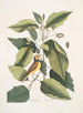 Parus coucou noir La mésange à capuchon Tupelo Arbor L'eau Tupelo - Mark Catesby — artwork view
