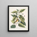 Parus coucou noir La mésange à capuchon Tupelo Arbor L'eau Tupelo - Mark Catesby — framed artwork on a wall
