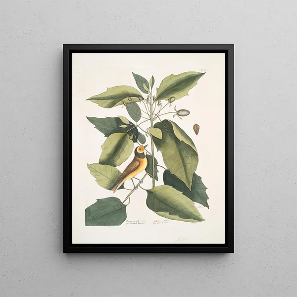 Parus coucou noir La mésange à capuchon Tupelo Arbor L'eau Tupelo - Mark Catesby — framed artwork on a wall