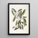 Parus luteus The Yellow Warbler Laurus Carolinensis The Red Laurel - Mark Catesby — framed artwork on a wall