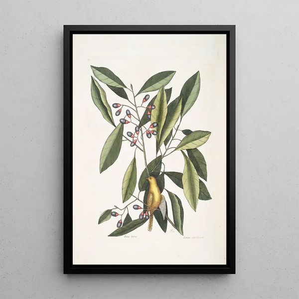 Parus luteus The Yellow Warbler Laurus Carolinensis The Red Laurel - Mark Catesby — framed artwork on a wall
