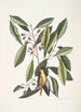 Parus luteus The Yellow Warbler Laurus Carolinensis The Red Laurel - Mark Catesby — artwork view