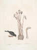 Passer le chapitre Nivaluis The Snowbird Orobanche Virginiana c Broomrape Fungus dans Toadstool - Mark Catesby — artwork view