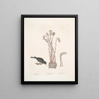 Mark Catesby - Passer Nivaluis The Snowbird Orobanche Virginiana c Broomrape Fungoides capitulo intorto Toadstool.webp
