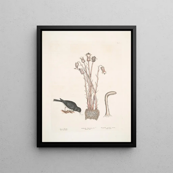 Passer le chapitre Nivaluis The Snowbird Orobanche Virginiana c Broomrape Fungus dans Toadstool - Mark Catesby — framed artwork on a wall