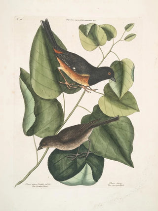 Mark Catesby - Passer niger Occulis rubris The Towhe Bird Passer fusca The cowpen Bird.webp