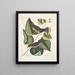 Black Sparrow with Red Eyes L'oiseau Towhe Moineau brun L'oiseau Cowpen - Mark Catesby — framed artwork on a wall