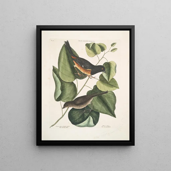 Black Sparrow with Red Eyes L'oiseau Towhe Moineau brun L'oiseau Cowpen - Mark Catesby — framed artwork on a wall