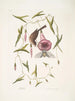 Passerculus The Little Sparrow Convulvulus Caroliniensis The Purple Bindweed of Carolina - Mark Catesby — artwork view