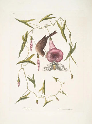 Mark Catesby - Passerculus The little Sparrow Convulvulus Caroliniensis The Purple Bindweed of Carolina.webp