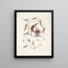 Passerculus The Little Sparrow Convulvulus Caroliniensis The Purple Bindweed of Carolina - Mark Catesby — framed artwork on a wall